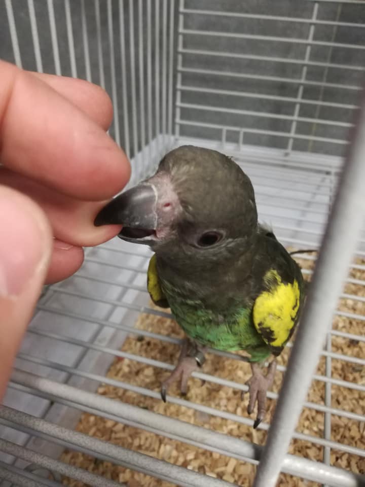 🦜 Perroquet de Meyer – Petit perroquet intelligent disponible au Canada